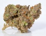 Buy Stardawg Strain UK