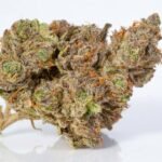 Buy Stardawg Strain UK