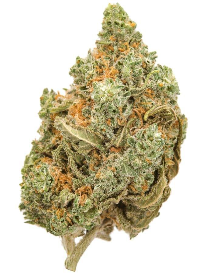 Buy Amnesia Strain UK Amnesia haze - Image 1